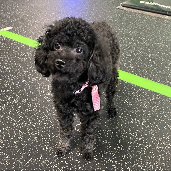 Pink pup tie - Picture 2 of 11